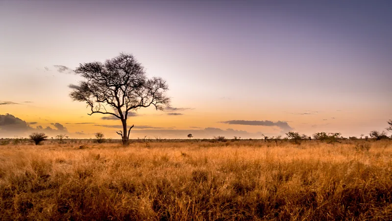 African savanna at sunset