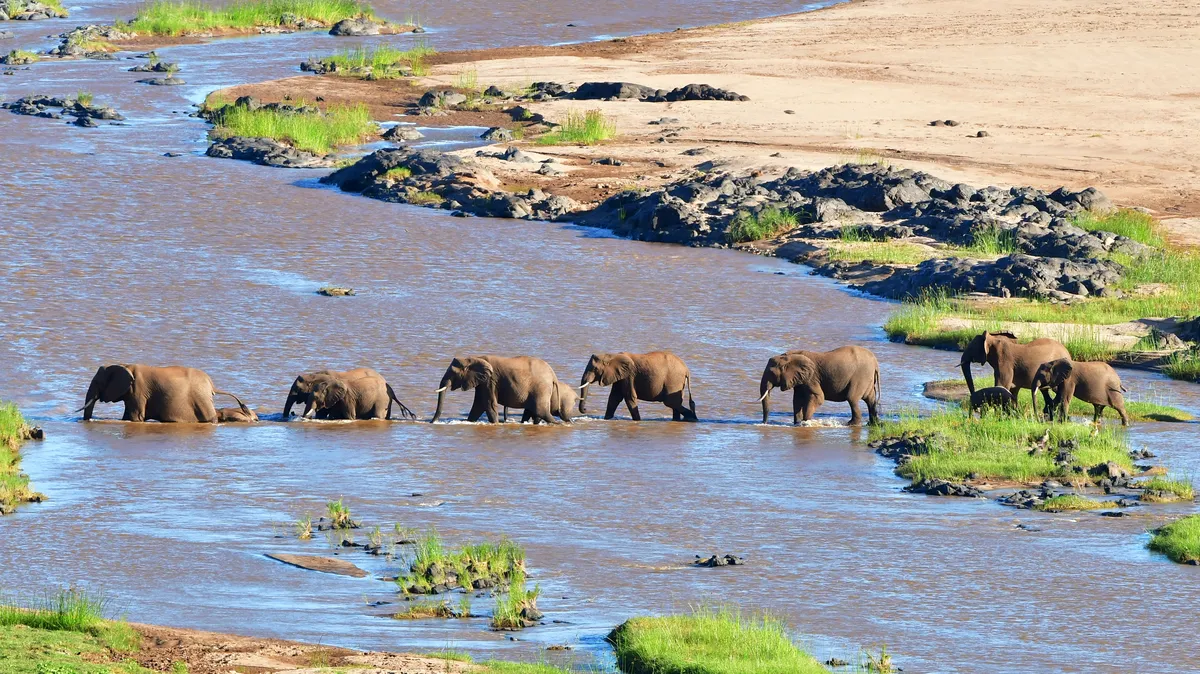Elephants crossing the Serengeti