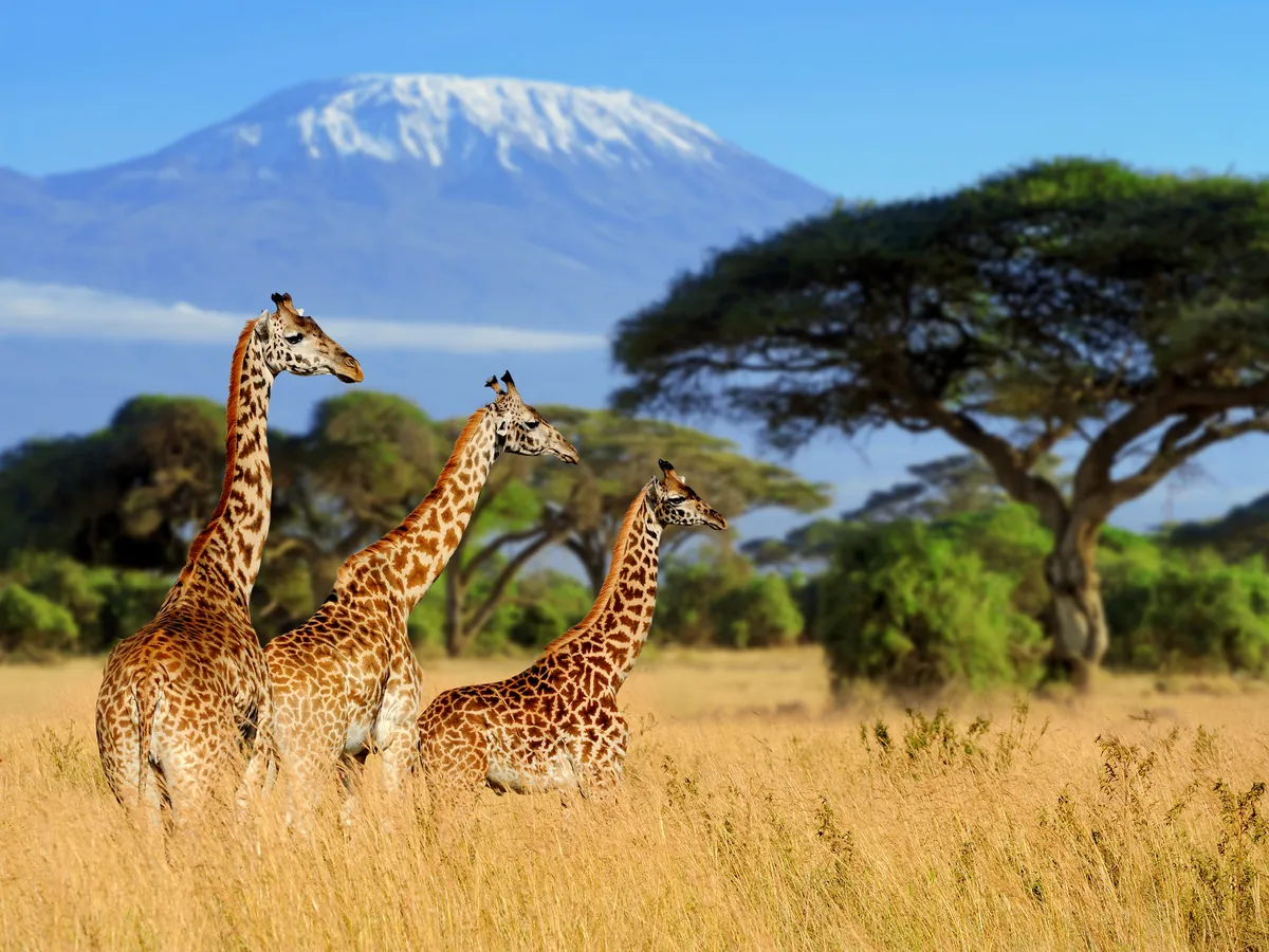 Amboseli elephants with Kilimanjaro, Kenya