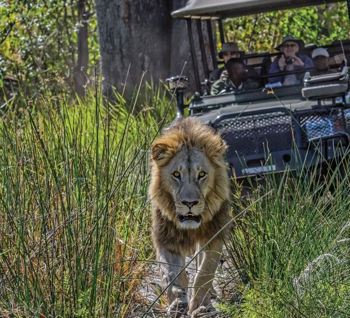 Male lion on safari game drive
