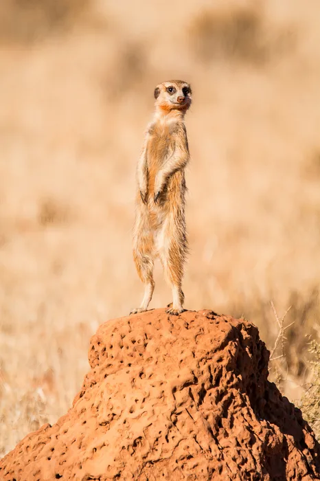 African wildlife at dusk portrait