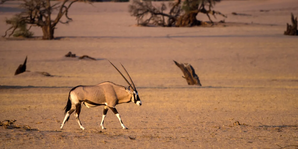 Oryx in Namibian desert